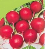 Семена Редис «Заря»