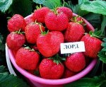 Саженцы клубники Лорд средняя крупноплодная