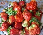 Саженцы клубники Роксана, средне-поздний, Итальянская селекция