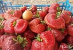 Чамора Туруси_Япония_поздняя  (12 шт)