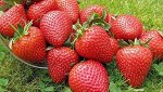 Элиане_раннего созревания_Голандия