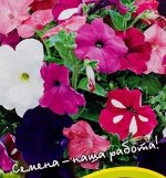 Семена Петуния «Компактная» микс