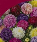 Семена Астра «Музыкальная шкатулка» смесь окрасок