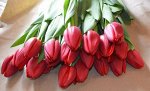 Тюльпан красный Strong red