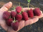 Малина ремонтантная Самохвал