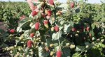 Похвалинка ремонтантная Похвалинка