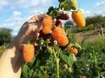 Малина ремонтантная Оранжевое чудо-