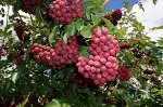 Саженцы Рябина Гранатовая