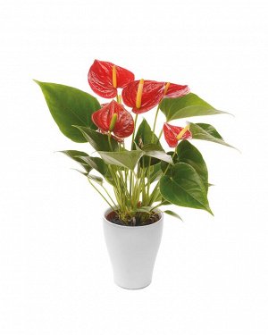 Антуриум Андреанум Ред чемпион