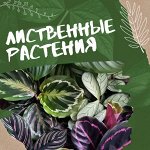 Декоративнолистные растения