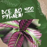 Растения до 400 рублей