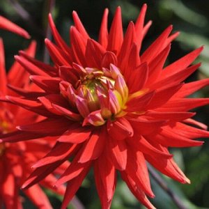 Karma Red Corona кактусовый