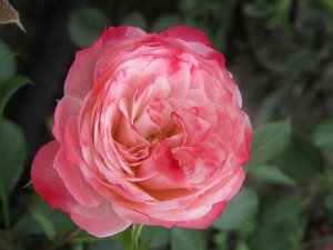 Тини Вини Очаровательные розовые цветки прекрасной формы с более темной каймой по краю лепестков прекрасно сочетаются с плотными блестящими тёмно-зелеными листьями. Цветки темно-розовые, чашевидные, д