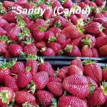 Клубника «Sandy»(Сэнди)