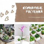 Комнатные растения