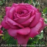Клод Блассер