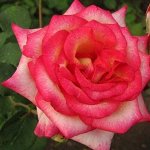 Королева Амазонки
