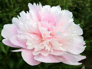 Пион (Paeonia Alertie) 3/5