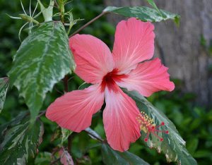 Гибискус Купера Карнавал Hibiscus rosa-sinensis var. cooperi