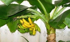 Комнатный карликовый банан