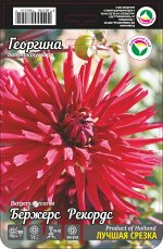 Георгина Бержерс Рекордс 1шт (Сиб сад)