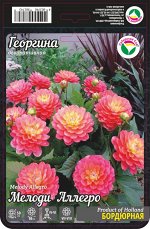 Георгина Мелоди Аллегро 1шт (Сиб сад)