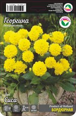 Георгина Сиса 1шт (Сиб сад)