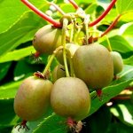 Актинидия Туземка (коробка) 1шт (Сиб сад)