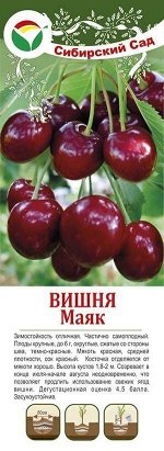 Вишня Маяк (коробка) 1шт (Сиб Сад)