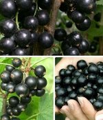 Смородина Илья Муромец черная (коробка) 1шт (Сиб сад)