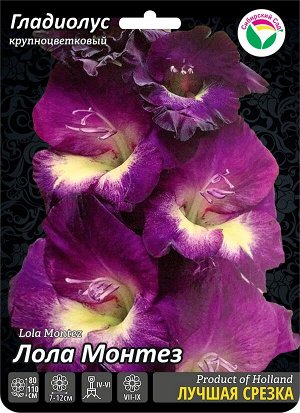 Гладиолус Лола Монтес