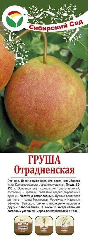 Груша отрадненская описание фото