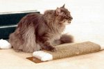 КОГТЕТОЧКА ДЛЯ КОШКИ ПЕНЬКОВАЯ
