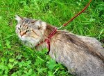 ШЛЕЙКА ДЛЯ КОШЕК И СОБАК (НЕЙЛОН)
