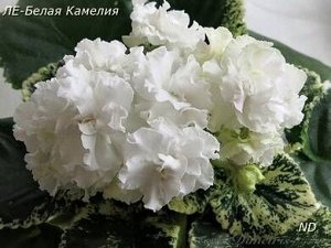 ЛЕ- Белая камелия