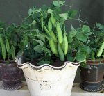 Горох Мальчик С Пальчик — Tom Thumb Pea