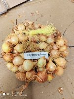 Лук севок Штутгартер Ризен