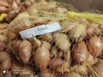 Лук севок Альфа
