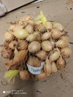 Лук севок Турбо