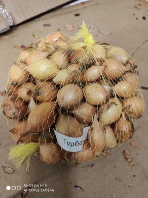 Лук севок Турбо