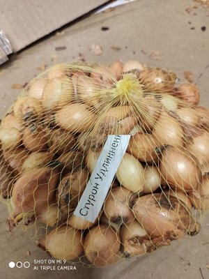Лук севок Стурон удлиненный 0,5 л