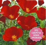 Эшшольция «Карминный король»