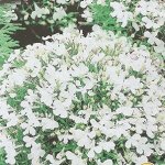 Лобелия кустовая «Белая леди»