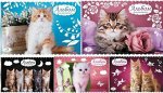 Альбом для рисования 24л &quot;Кошарики&quot; 24А4В (051858) 18010 Хатбер {Россия}