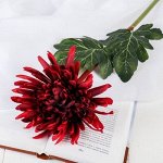 Цветы искусственные &quot;Астра пионовидная&quot; 17*63 см, бордовый