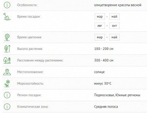 Сакура (вишня декоративная) Пинк Перфекшин