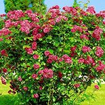 Шиповник ( роза ругоза) Ханса