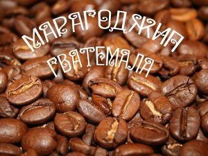 Кофе в зернах  Гватемала Mарагоджип (скр 17-20), 1 кг.