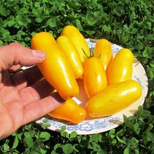 Помидоры Банановые ноги — Banana Legs