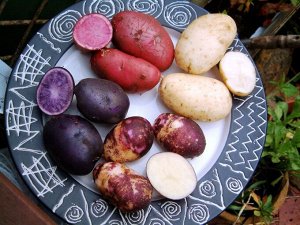 Картофель Гибрид Multi-colored potato